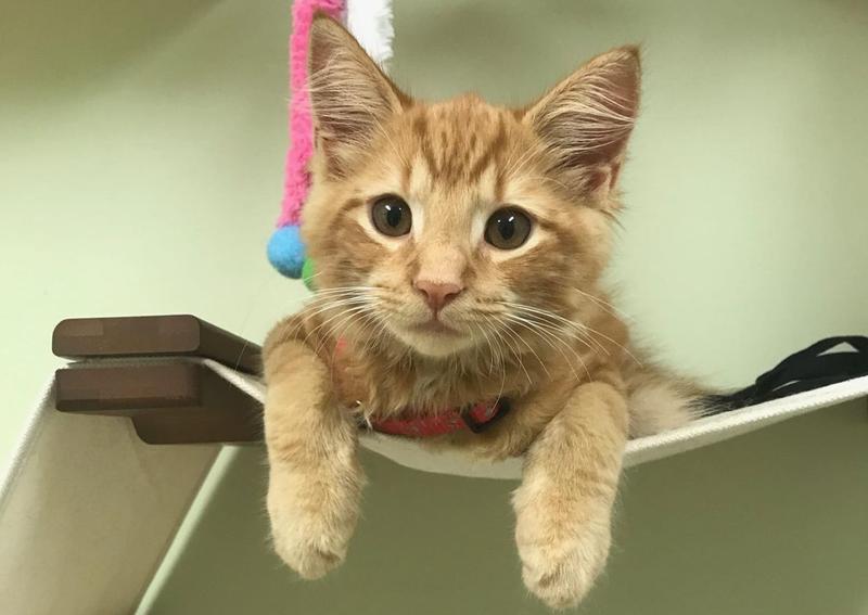 Carousel Slide 6: Greenville Cat Veterinarian