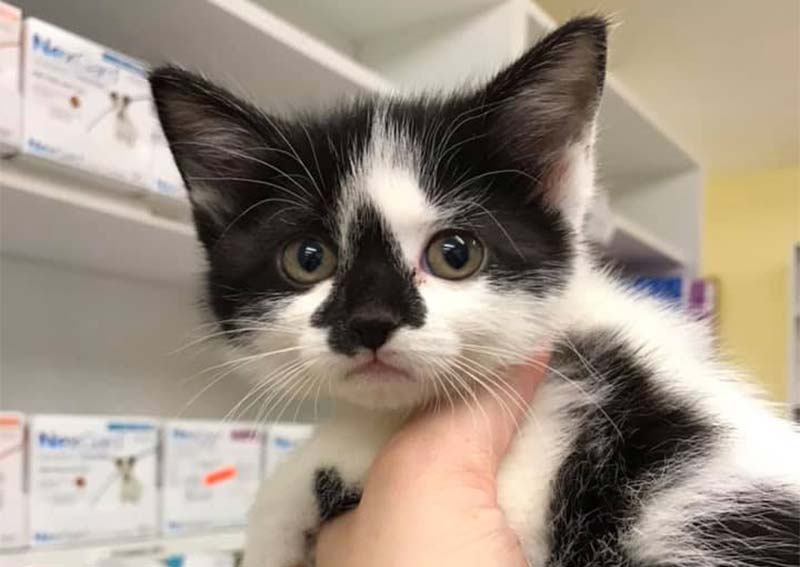 Carousel Slide 4: Cat Veterinary Care, Greenville