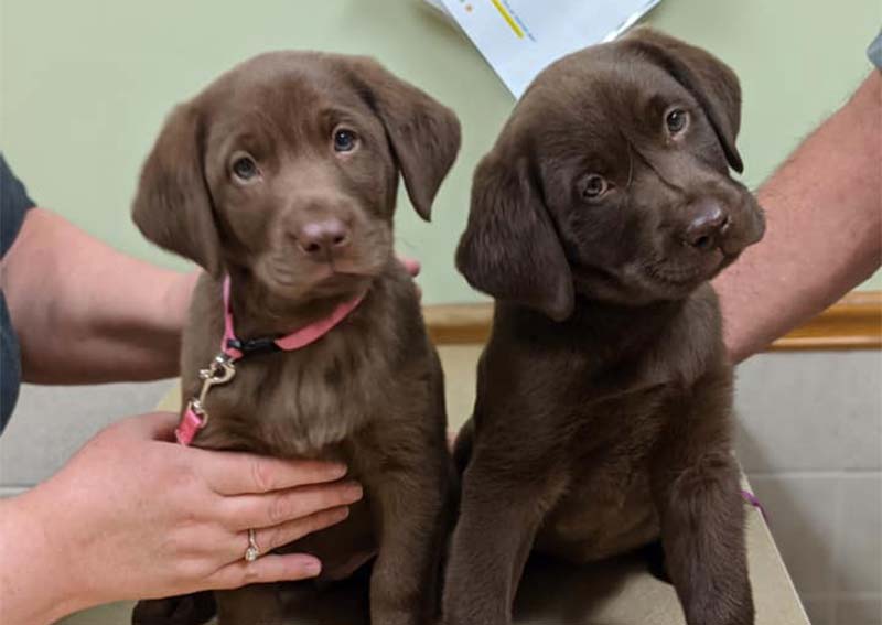 Carousel Slide 1: Dog Veterinary Care, Greenville