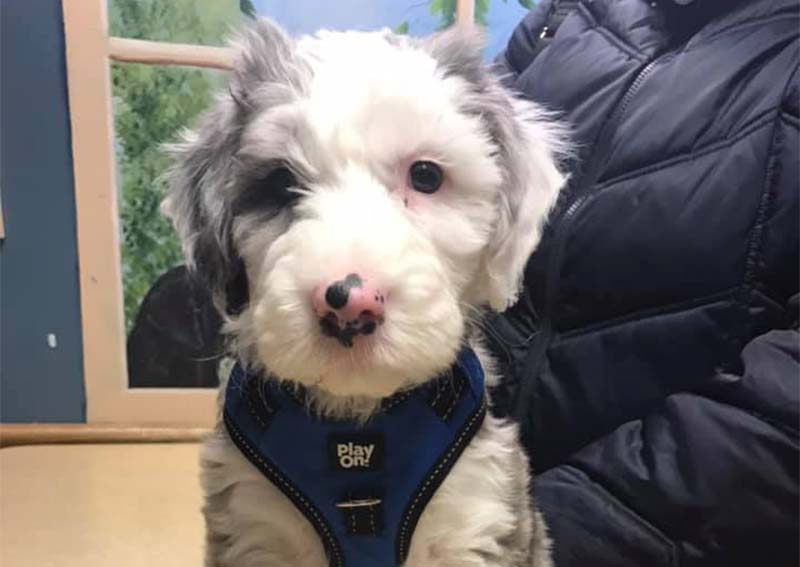 Carousel Slide 5: Dog Veterinary Care, Greenville